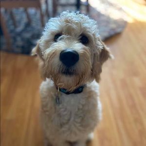 Meet your Posher, Adrienne